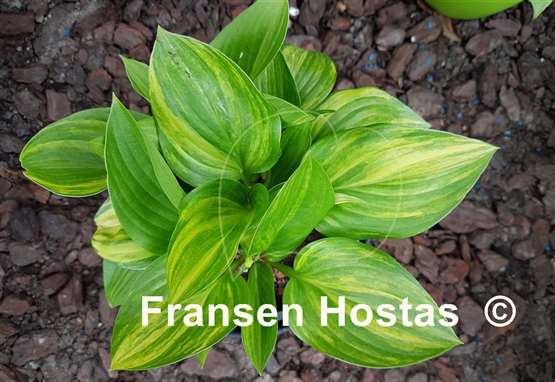 Hosta Splashed Leather