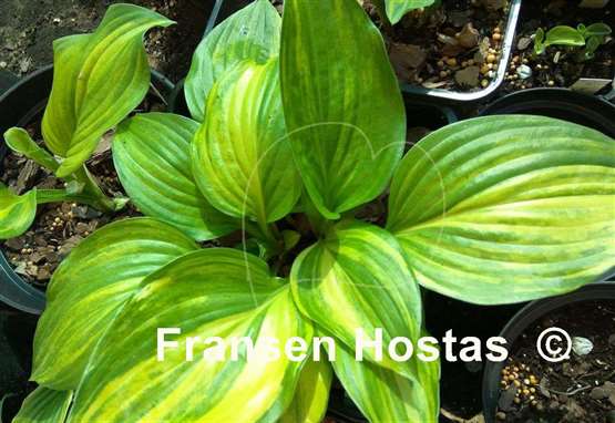 Hosta Splashed Leather