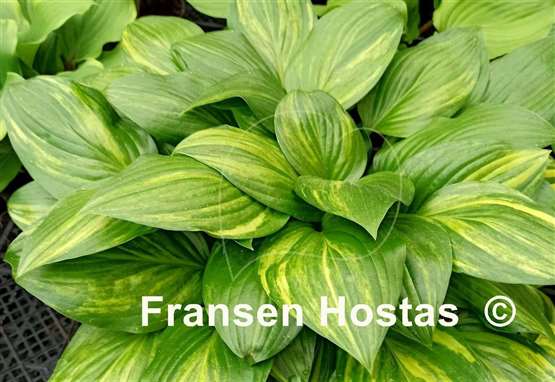 Hosta Splashed Leather