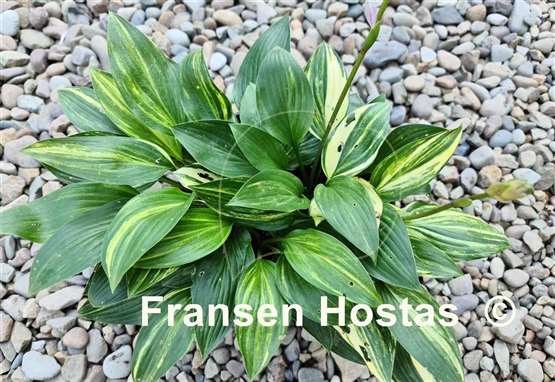 Hosta Splashed Leather