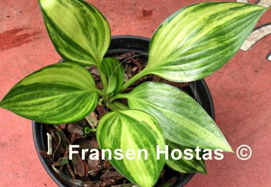 Hosta Splashed Leather