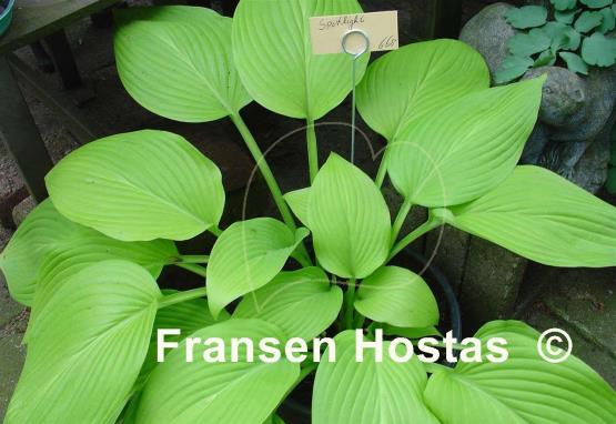 Hosta Spotlight
