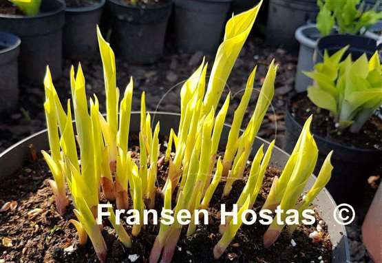 Hosta Spring Break