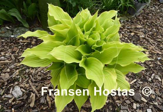 Hosta Spring Break