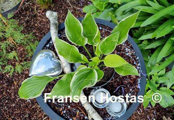 Hosta Spring Break