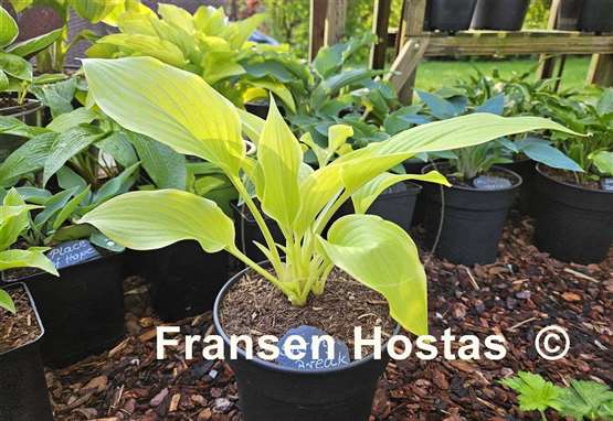 Hosta Spring Break