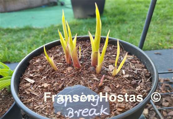 Hosta Spring Break