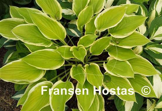 Hosta Spring Break