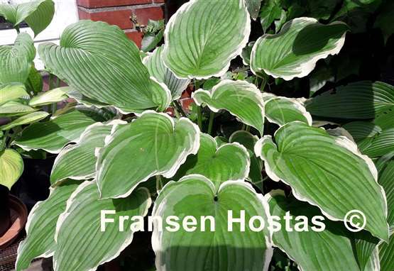Hosta Spring Fling