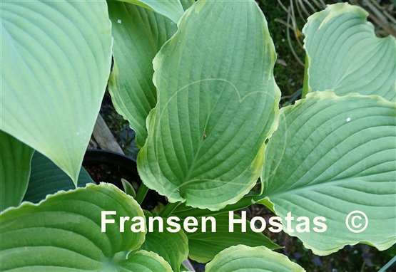Hosta Spring Fling