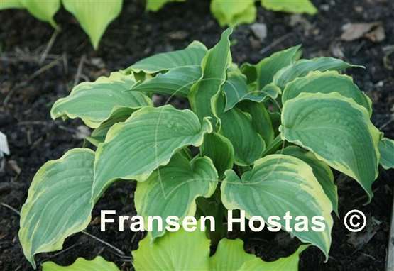 Hosta Spring Fling