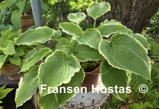 Hosta Spring Fling