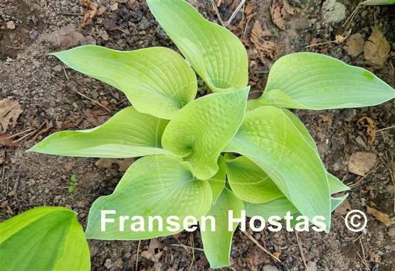 Hosta Spring Ghost