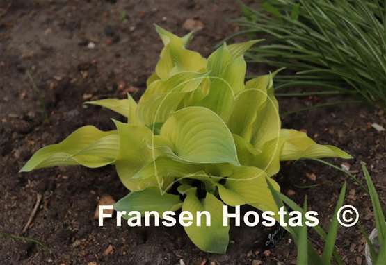 Hosta Spring Ghost