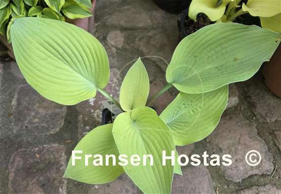 Hosta Spring Ghost