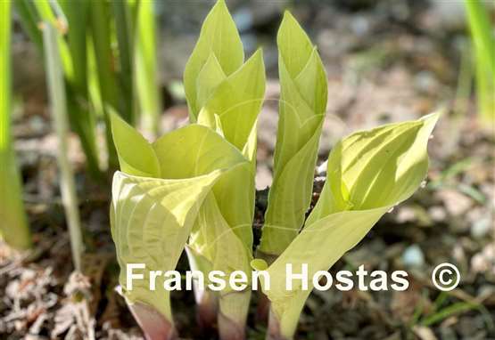 Hosta Spring Ghost