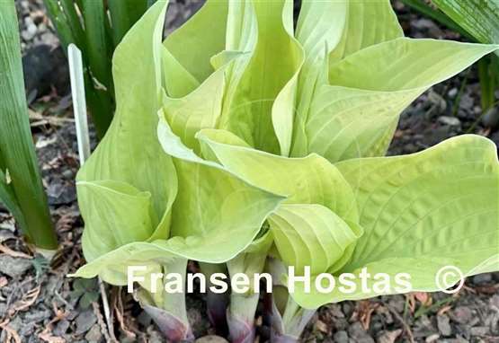 Hosta Spring Ghost