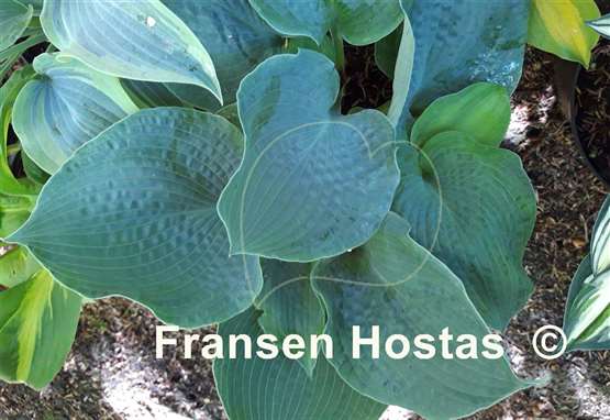 Hosta Spring Love
