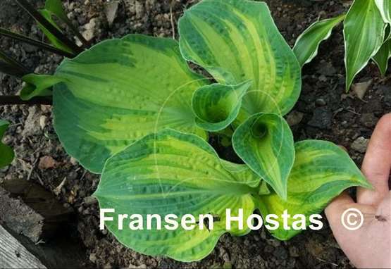 Hosta Spring Love