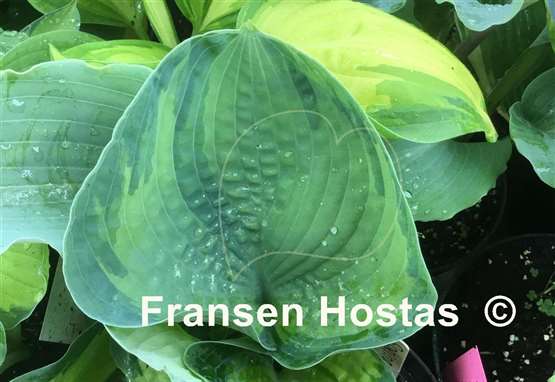 Hosta Spring Love