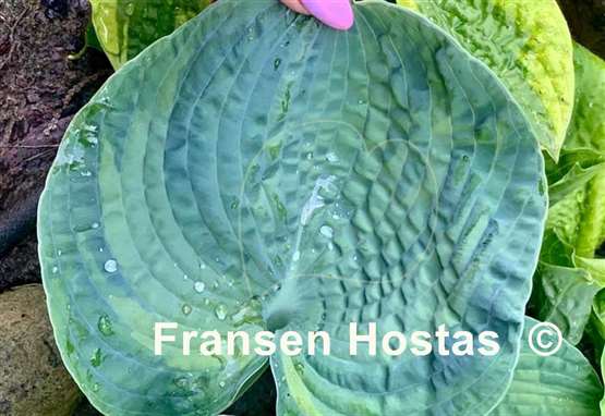 Hosta Spring Love