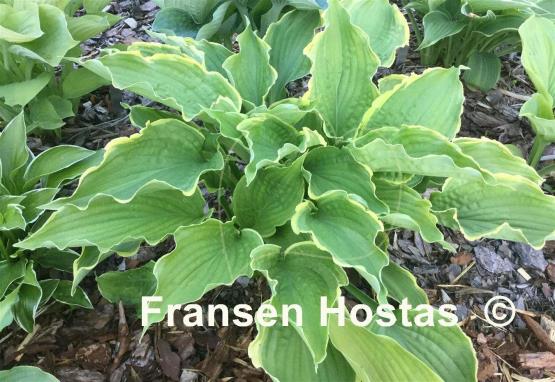 Hosta Spring Fling