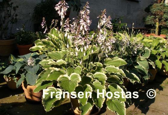 Hosta Spring Fling