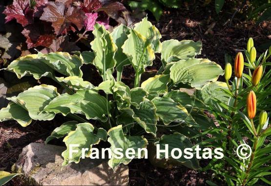 Hosta Spring Fling