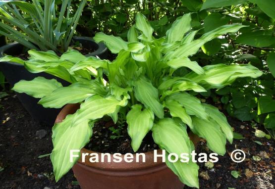 Hosta Spring Lace