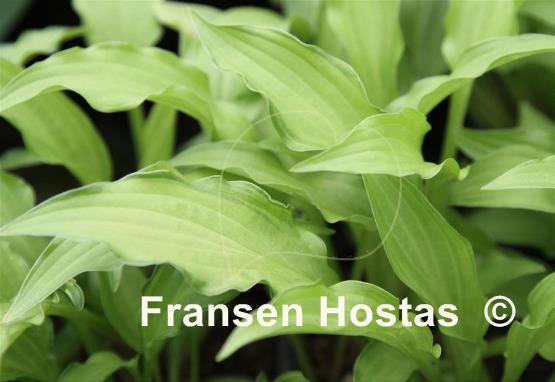 Hosta Spring Lace