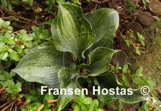 Hosta Spring Love