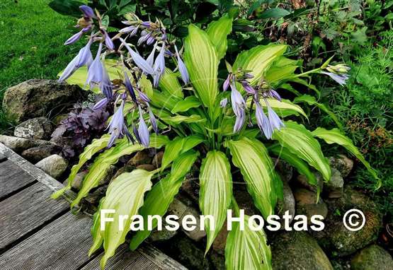 Hosta Spritzer