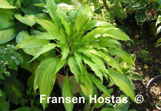Hosta Spritzer