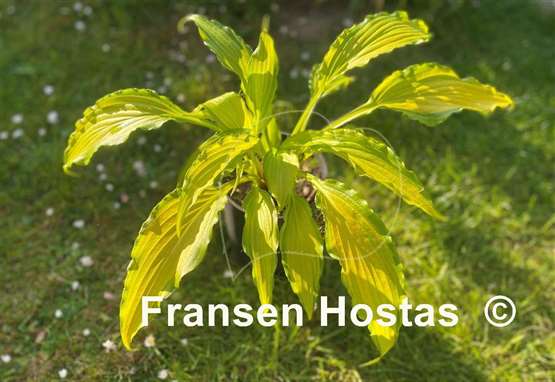 Hosta Spritzer