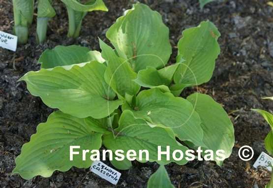 Hosta Squash Casserole