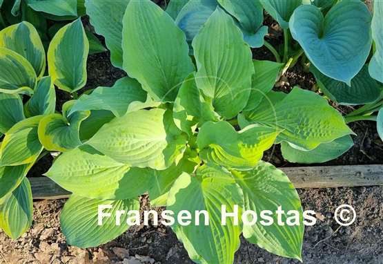 Hosta Squash Casserole