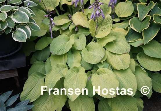 Hosta Squash Casserole