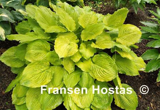 Hosta Squash Casserole