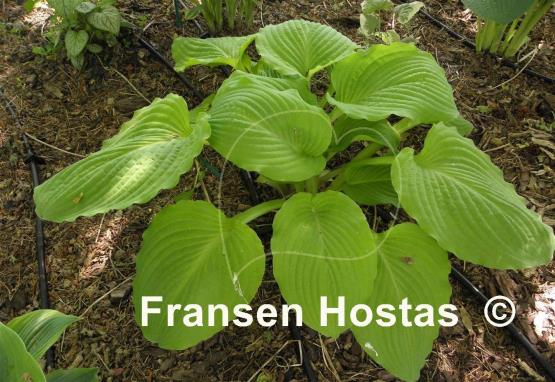 Hosta Squash Casserole