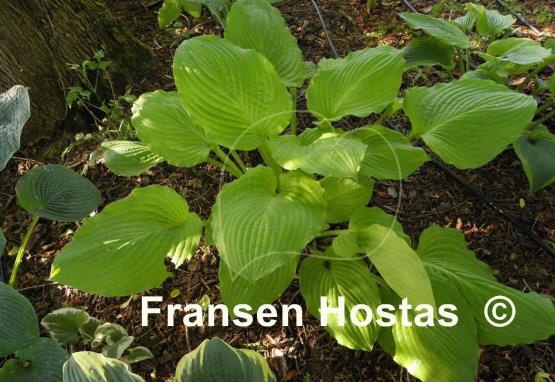 Hosta Squash Casserole