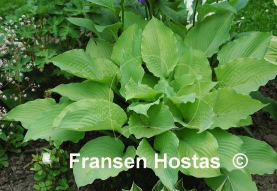 Hosta Squash Casserole