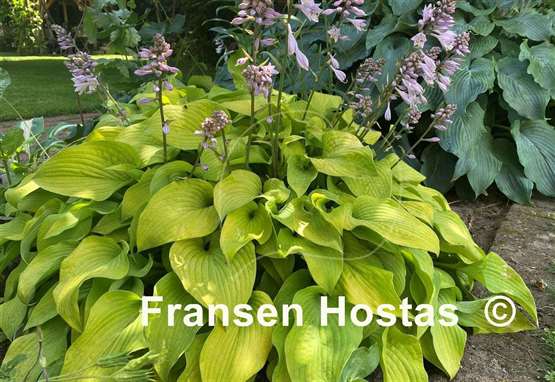 Hosta Squire Rich