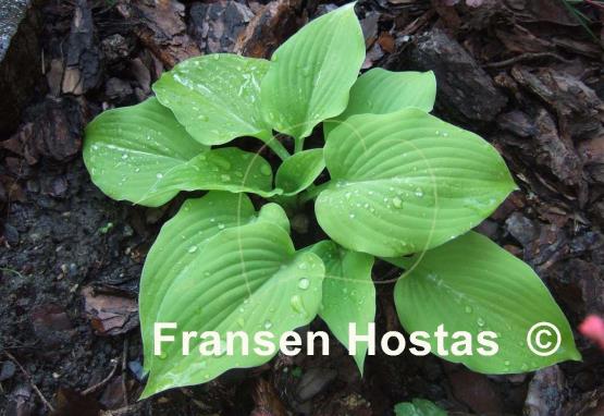 Hosta Squire Rich