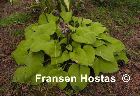 Hosta Squire Rich