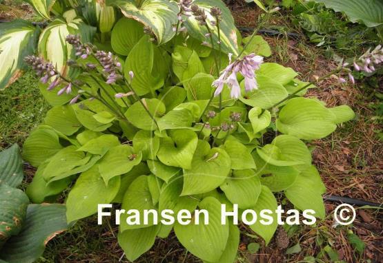 Hosta Squire Rich