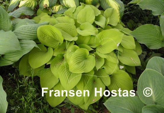 Hosta Squire Rich