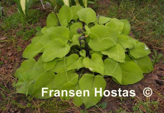 Hosta Squire Rich