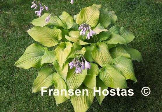 Hosta Squire Rich