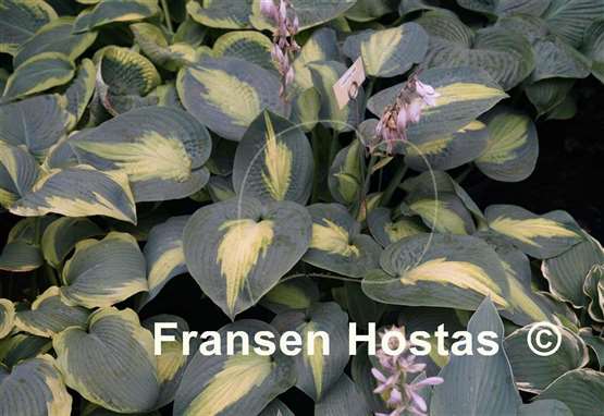 Hosta St. Paul