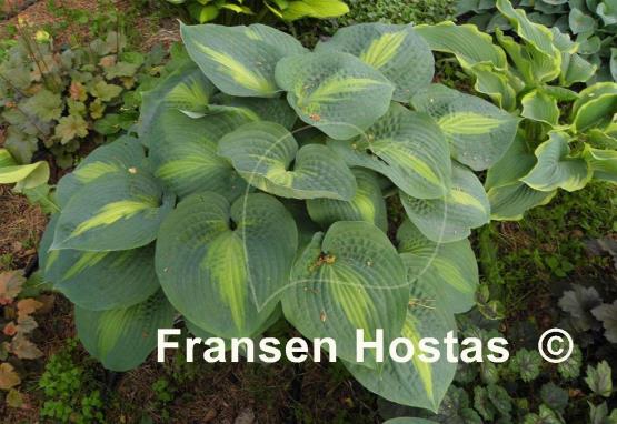 Hosta St. Paul